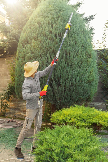 Best Sod Installation  in Hutchison, VA