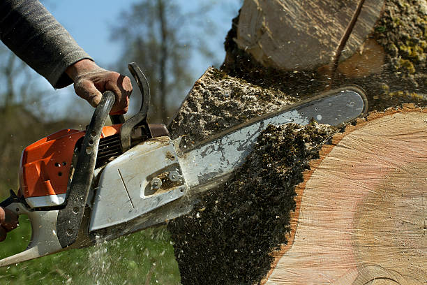 Best Hazardous Tree Removal  in Hutchison, VA